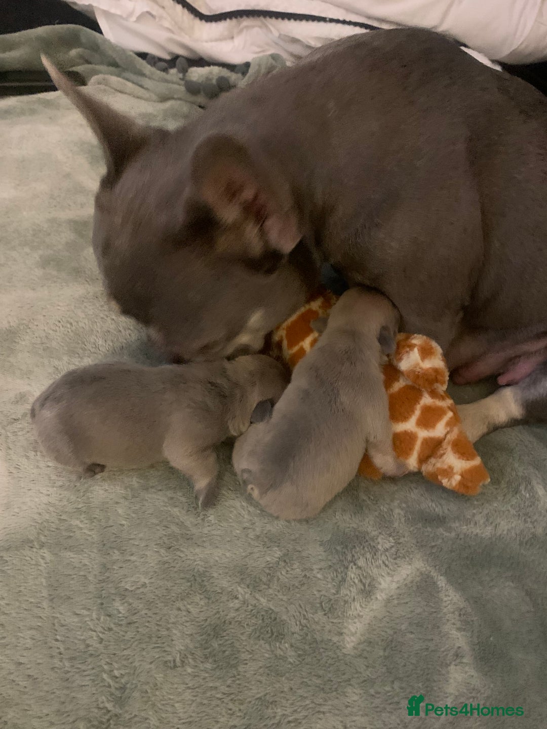 French Bulldog dogs for sale: Our little Aida - new loving family home  - Image 13