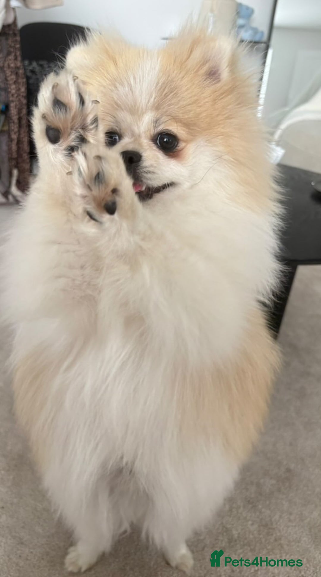 Pomeranian dogs for sale: Orange **d Pom - Image 4