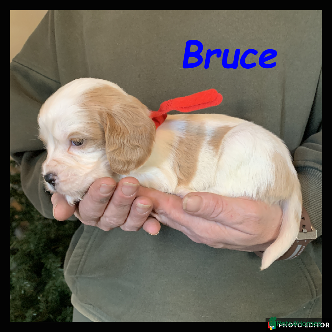 Cockalier dogs for sale: Beautiful Cockalier Pups – Loving Homes Await - Advert 5