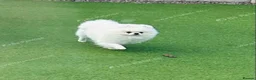 Pomeranian dogs for sale: One orange sable left 🧡 KC - Chiao li ya lines 🫅 - Advert 8