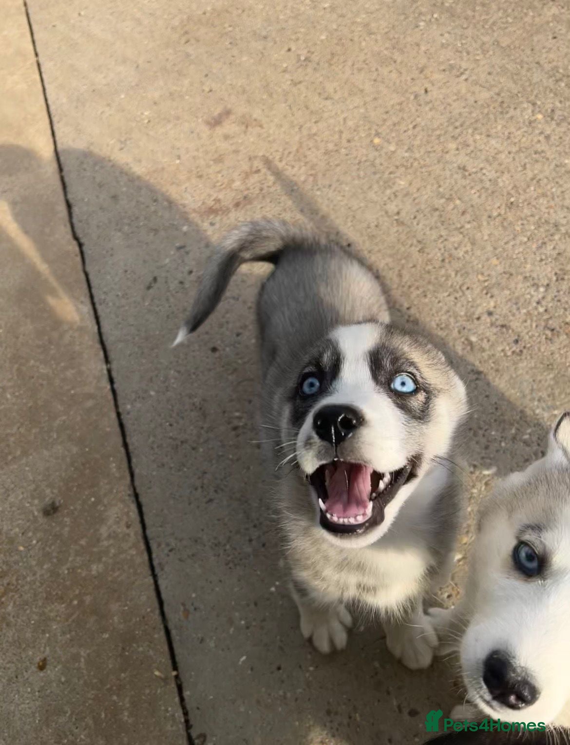 Siberian Husky dogs for sale: Stunning husky puppies  in Boston - Advert 16