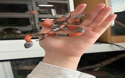Mixed Breed reptiles for sale: Lots of reptiles for rehome! - Image 7