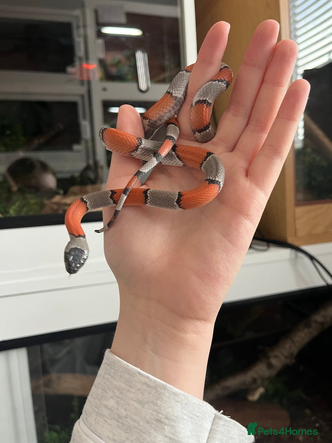 Mixed Breed reptiles for sale: Lots of reptiles for rehome! - Image 7