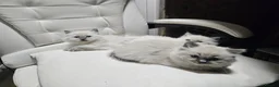 Ragdoll cats for sale: Lovely Litter of 3 Kittens Looking for Loving Home - Advert 11