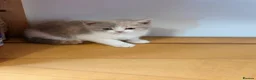 British Shorthair cats for sale: British Shorthair kittens - Advert 4