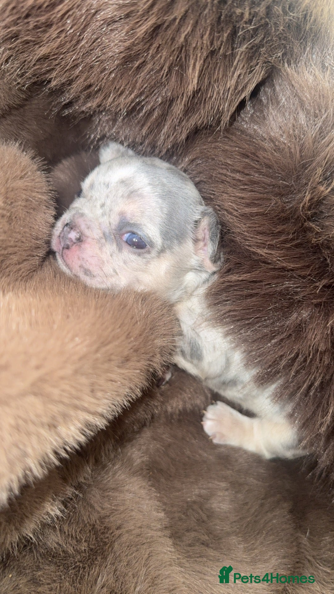 French Bulldog dogs Frenchie pups for sale - Advert 2