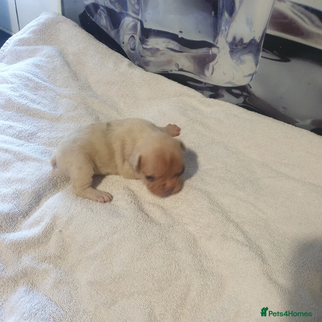 French Bulldog dogs for sale: 4French bulldog puppies 5weeks old kc registered  - Advert 22