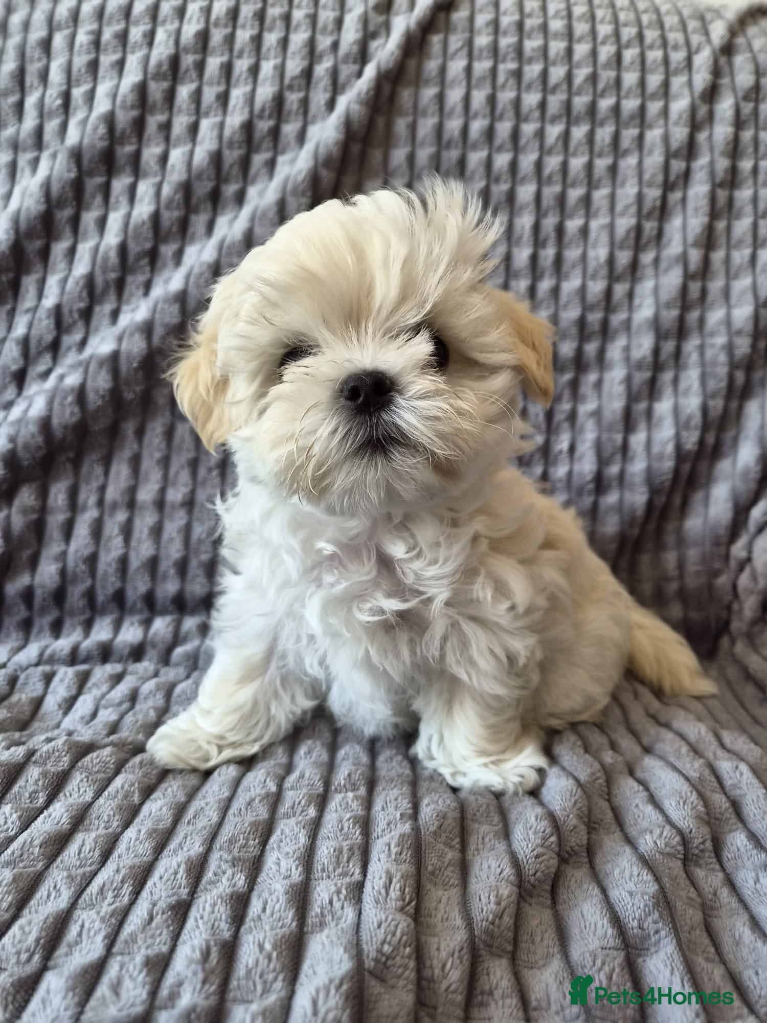 Maltipoo dogs ❗️READY NOW❗️⭐️TINY KOREAN MALTIPOO PUPPIES⭐️ - Advert 2