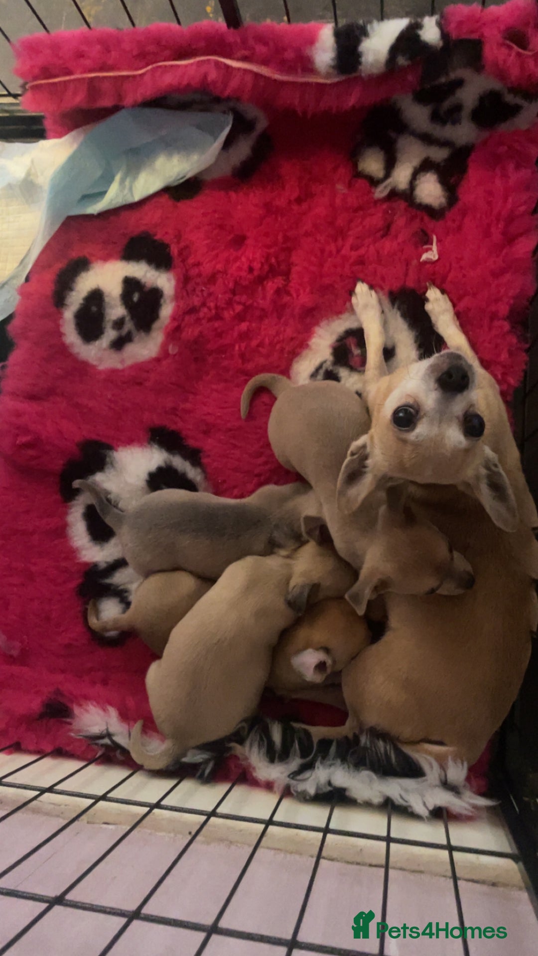 Chihuahua dogs for sale: Chihuahua puppies - Advert 14