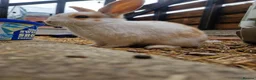 Mixed Breed rabbits for sale: Holland Lop mix  in Hartlepool - Advert 4