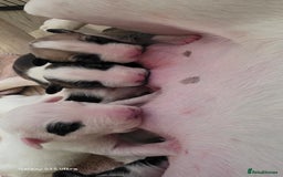 English Bull Terrier dogs for sale:  Kc  registered English bull terrier puppies   - Image 5