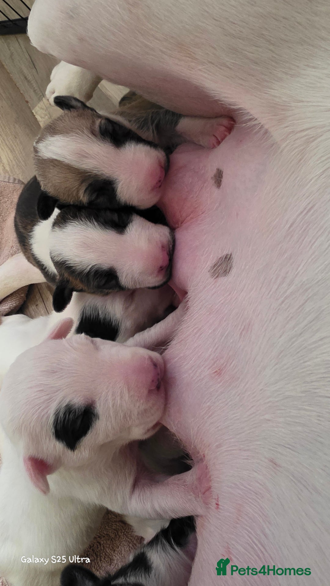 English Bull Terrier dogs for sale:  Kc  registered English bull terrier puppies   - Image 5