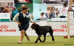 Labrador Retriever dogs for sale: Kc registered Labrador puppies ⭐️⭐️⭐️⭐️⭐️ - Image 5