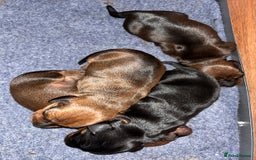 Miniature Dachshund dogs for sale: 1 little shaded red miniature dachshund girl left  - Advert 4