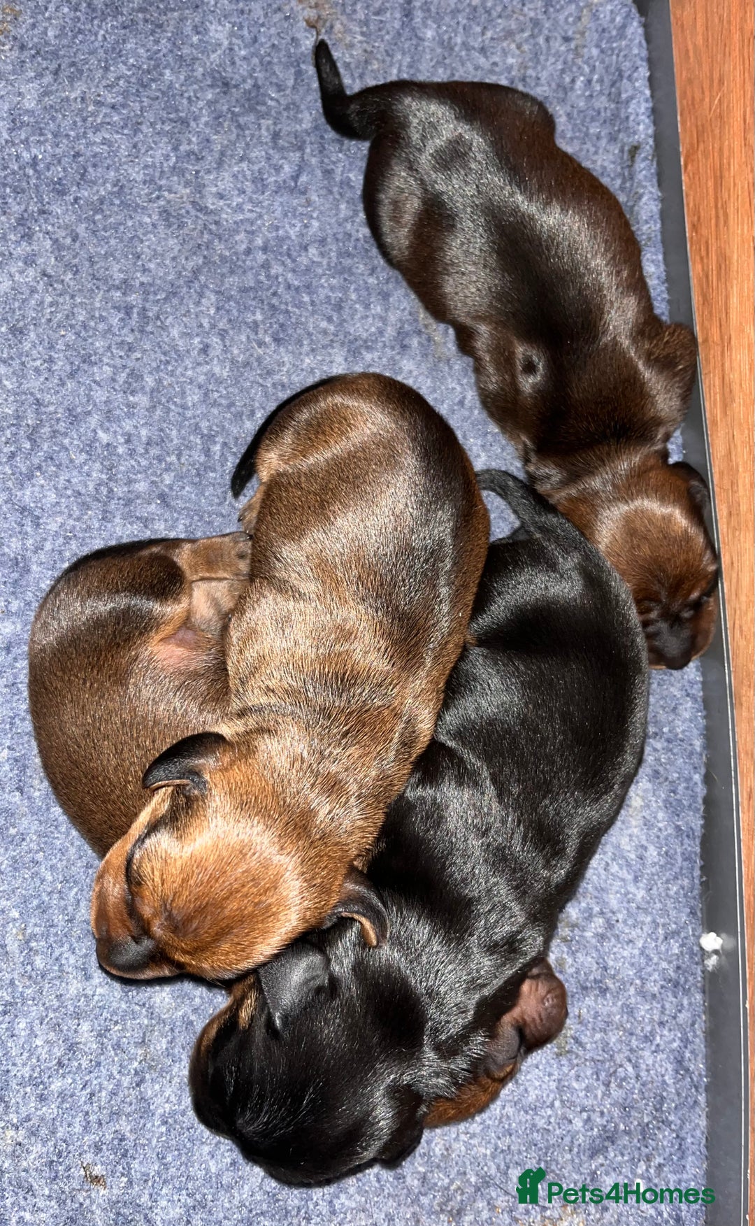 Miniature Dachshund dogs for sale: 1 little shaded red miniature dachshund girl left  - Advert 4