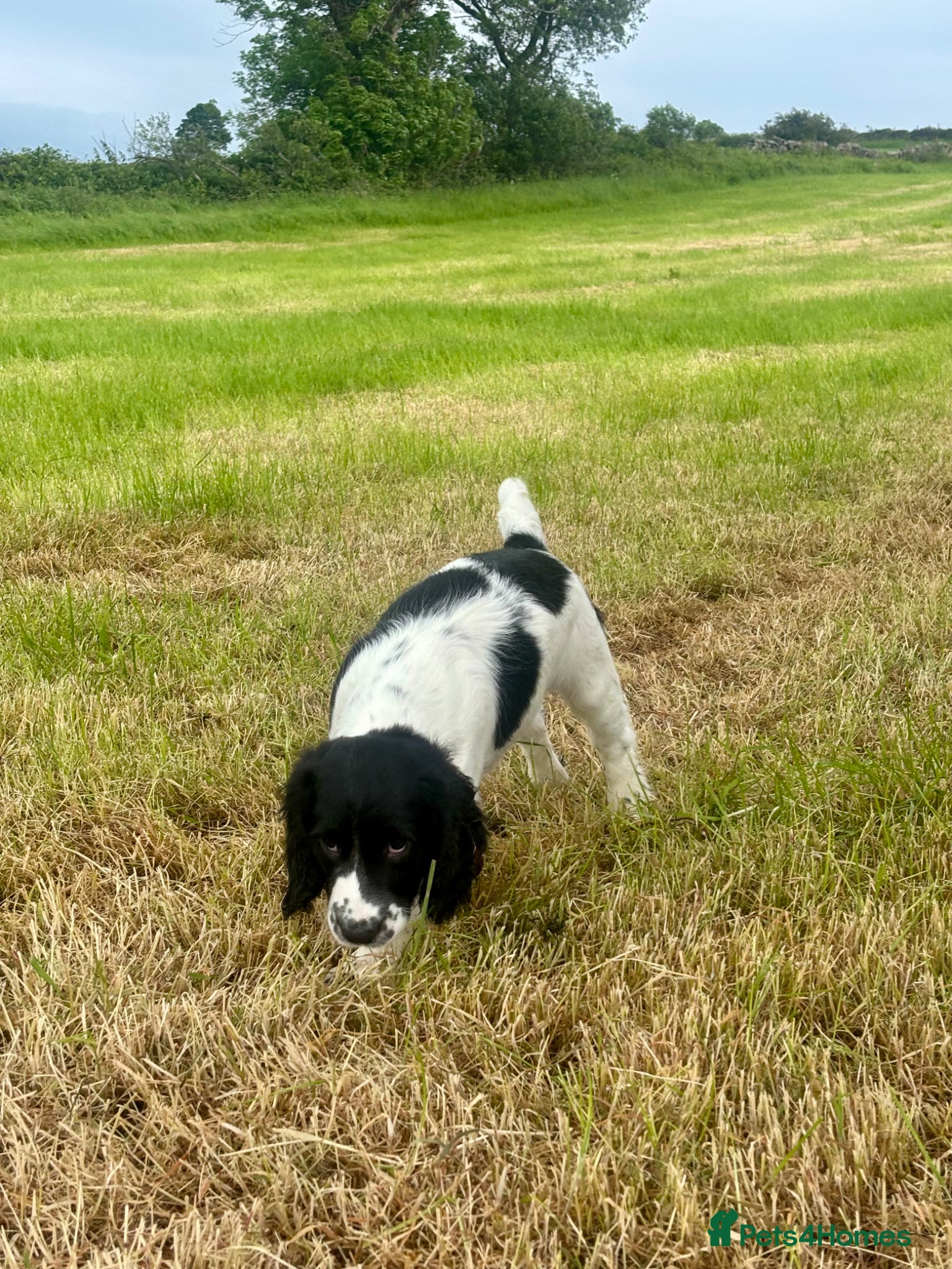 Sprocker dogs Stunning F1 Sprocker Puppies 5⭐️🏡 - Advert 2