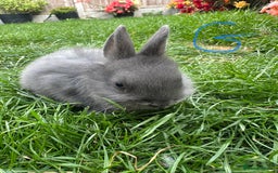 Netherland Dwarf rabbits for sale: Netherland Dwarf Rabbits For Sale  - Image 5