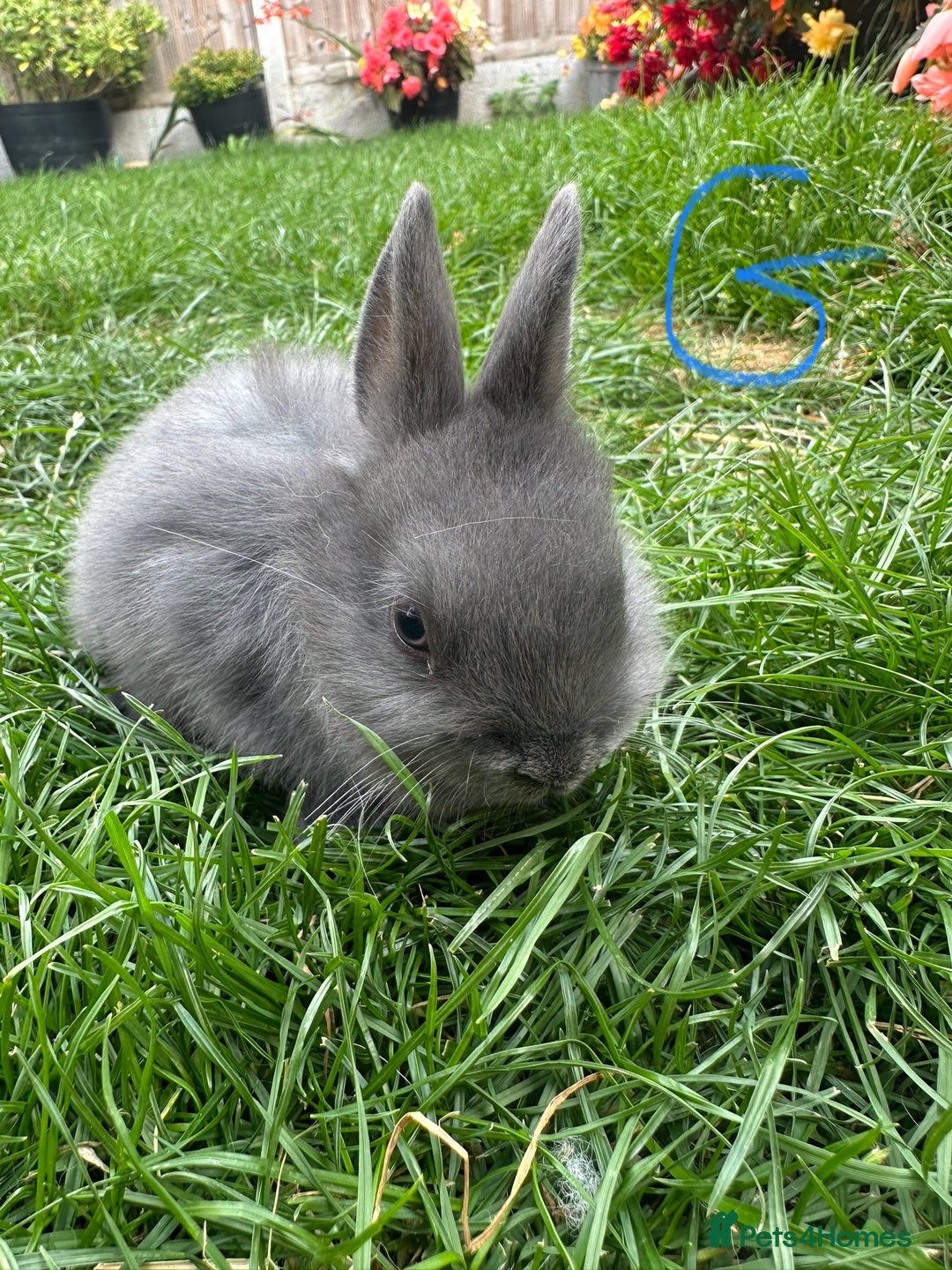 Netherland Dwarf rabbits for sale: Netherland Dwarf Rabbits For Sale  - Image 5