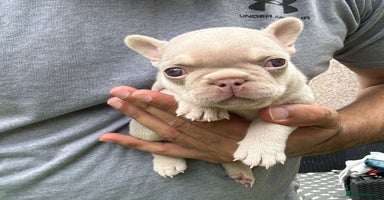 French Bulldog dogs - Advert 3