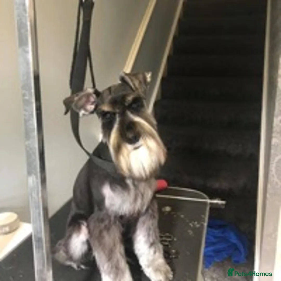 Miniature Schnauzer dogs for stud: MS Stud KC registered in Bradford - Advert 11