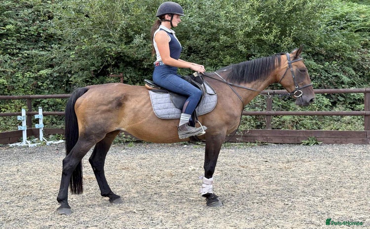Belgian Warmblood horses - Advert 1