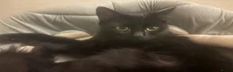 Bombay cats for sale: Black cat - Advert 6