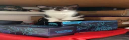 Mixed Breed cats for sale: 3 beautiful babies ready for their forever homes  in Chesterfield - Advert 11