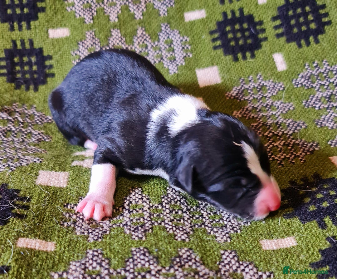 Border Collie dogs for sale: Documented Vet Checked Border Collies for sale - Image 5
