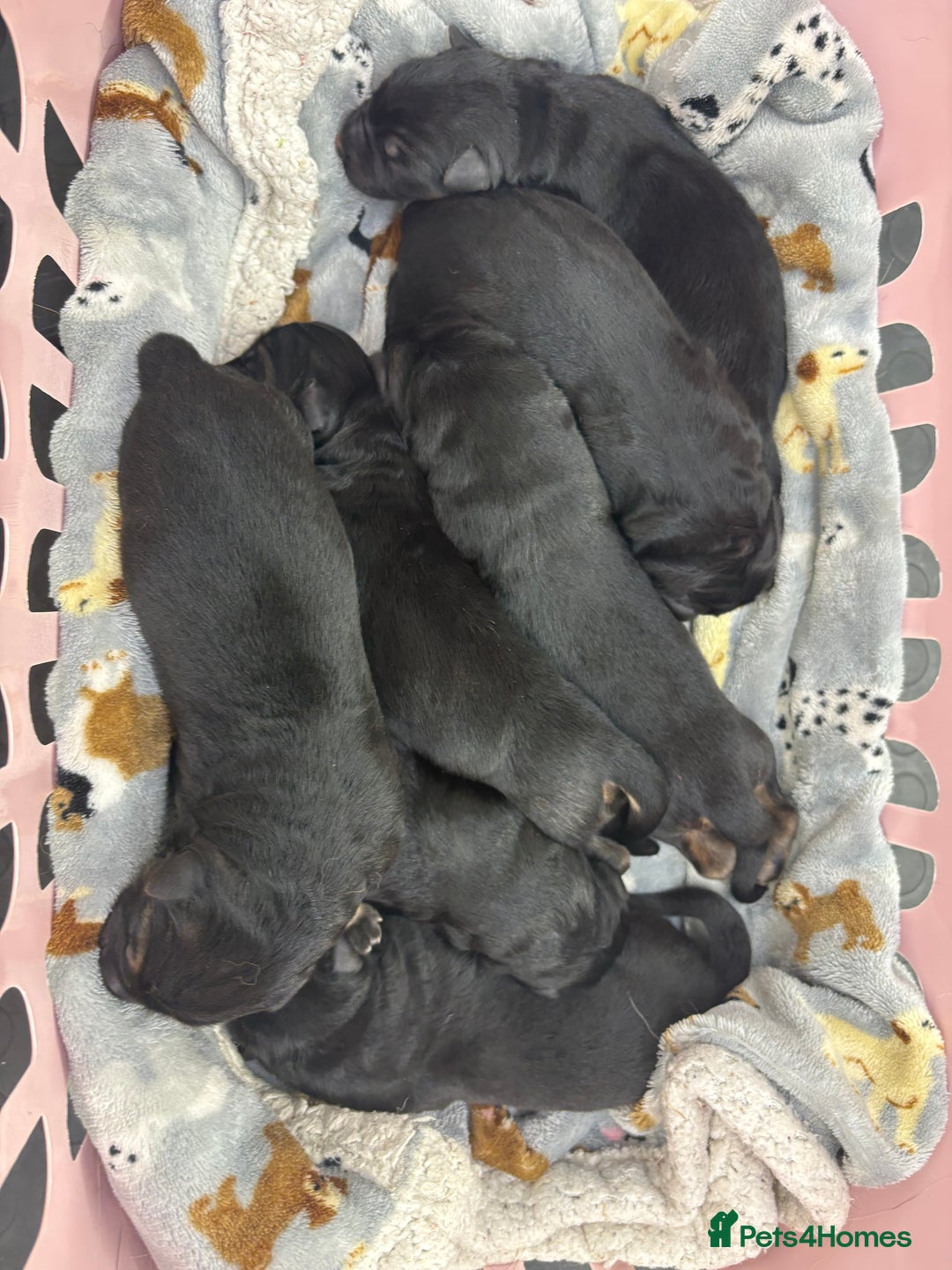 German Shepherd dogs for sale: 7 beautiful German Shepherd puppies  - Image 3