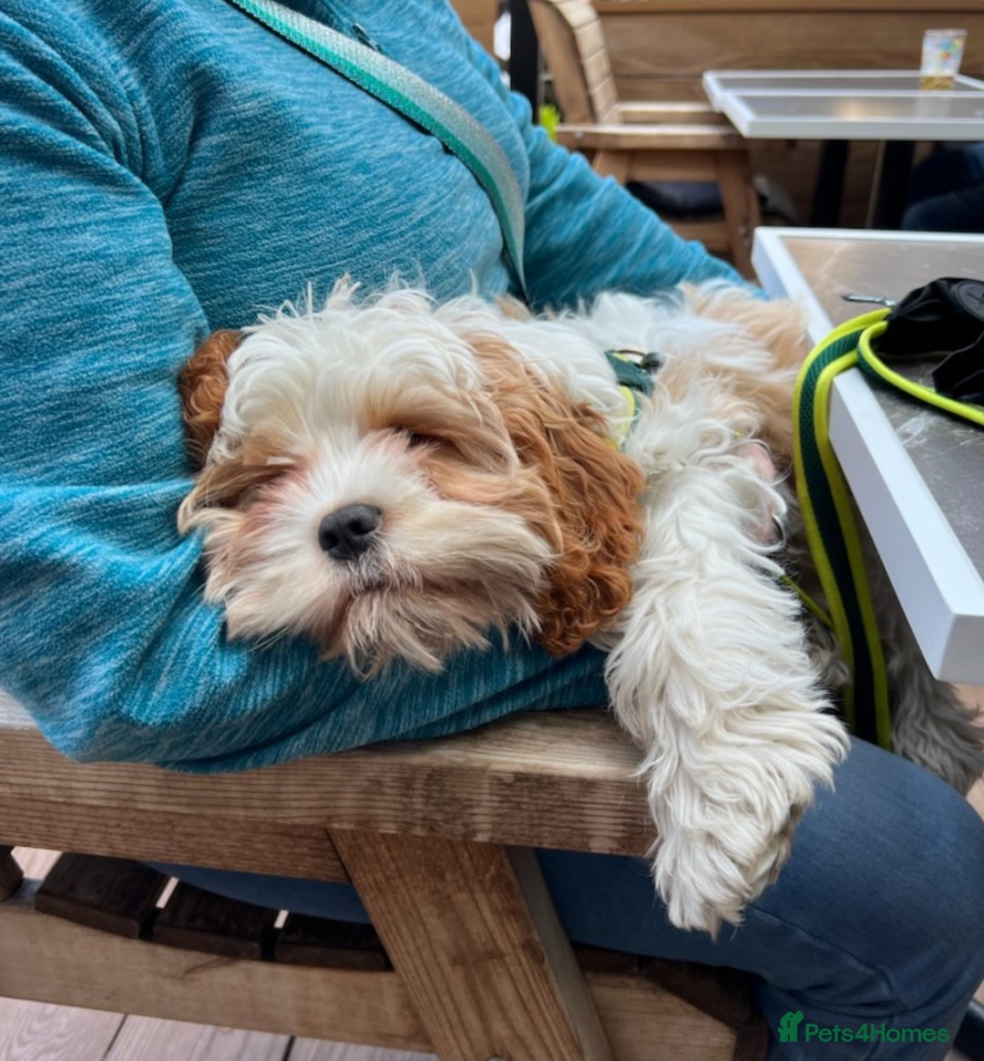 Cavapoo dogs for sale: Miniature Australian Cavadoodles - Image 21