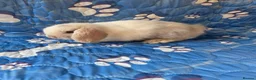Mini Lop rabbits for sale: Stunning baby mini lops  - Advert 9