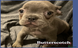 French Bulldog dogs for sale: Pedigree  French bulldogs ready to leave  - Image 21