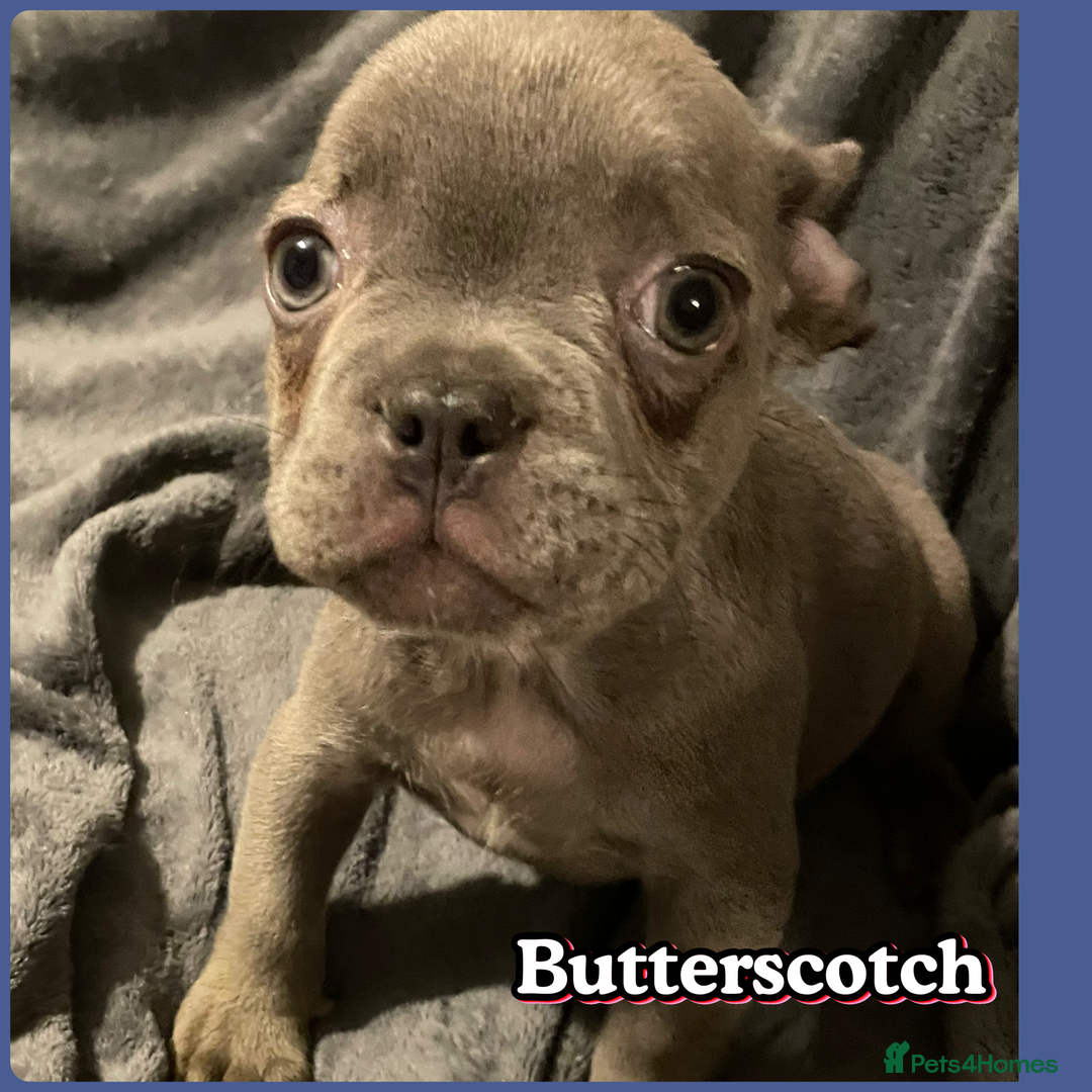 French Bulldog dogs for sale: Pedigree  French bulldogs ready to leave  - Image 21
