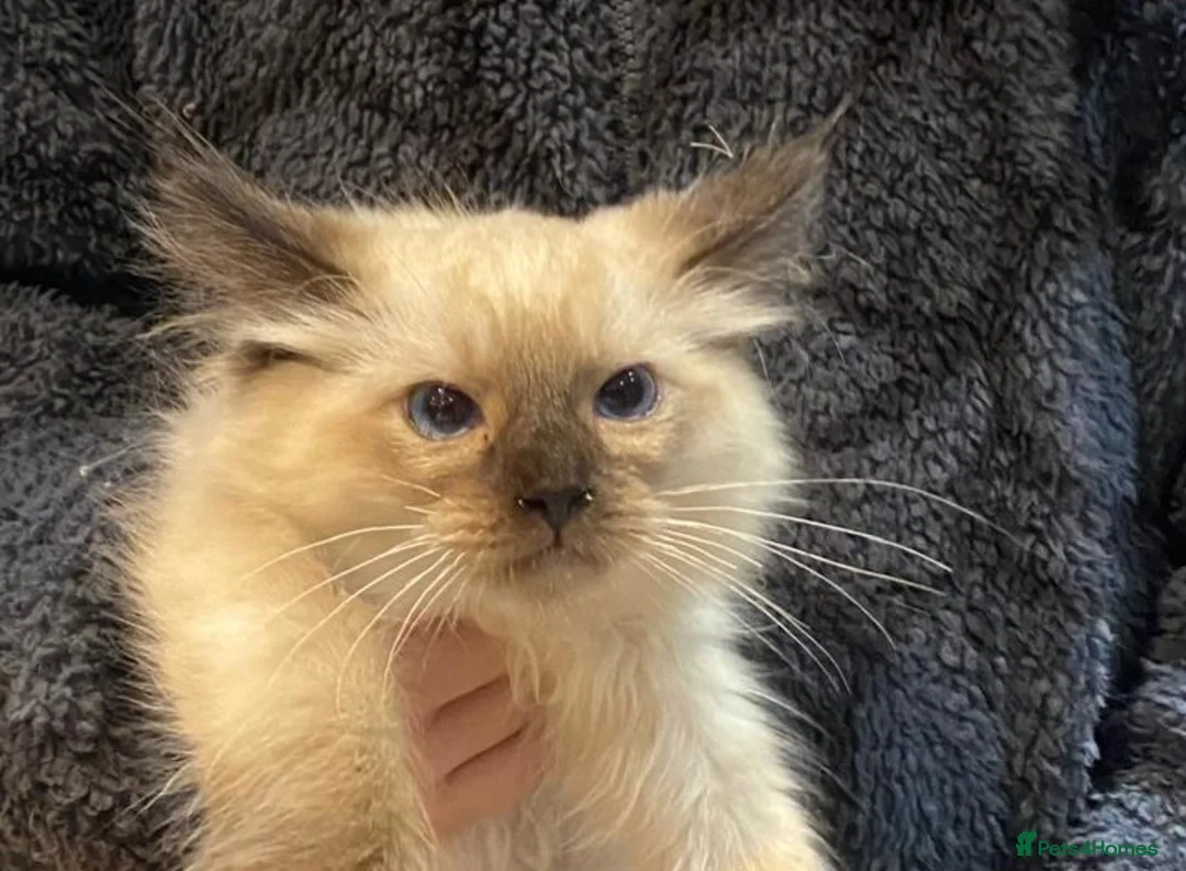 Ragdoll cats for sale: 3x stunning GCCF reg ragdolls remanding.   - Advert 3