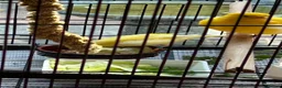 Canaries birds for sale: Fife Canaries in Chester-le-Street - Advert 10