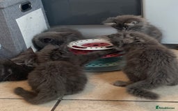 Maine Coon cats for sale: Beautiful Maine coon babies - Image 7