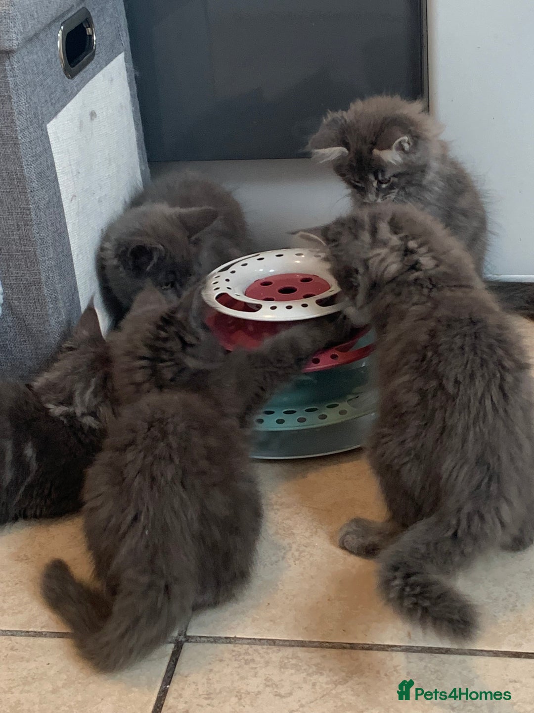 Maine Coon cats for sale: Beautiful Maine coon babies - Image 7