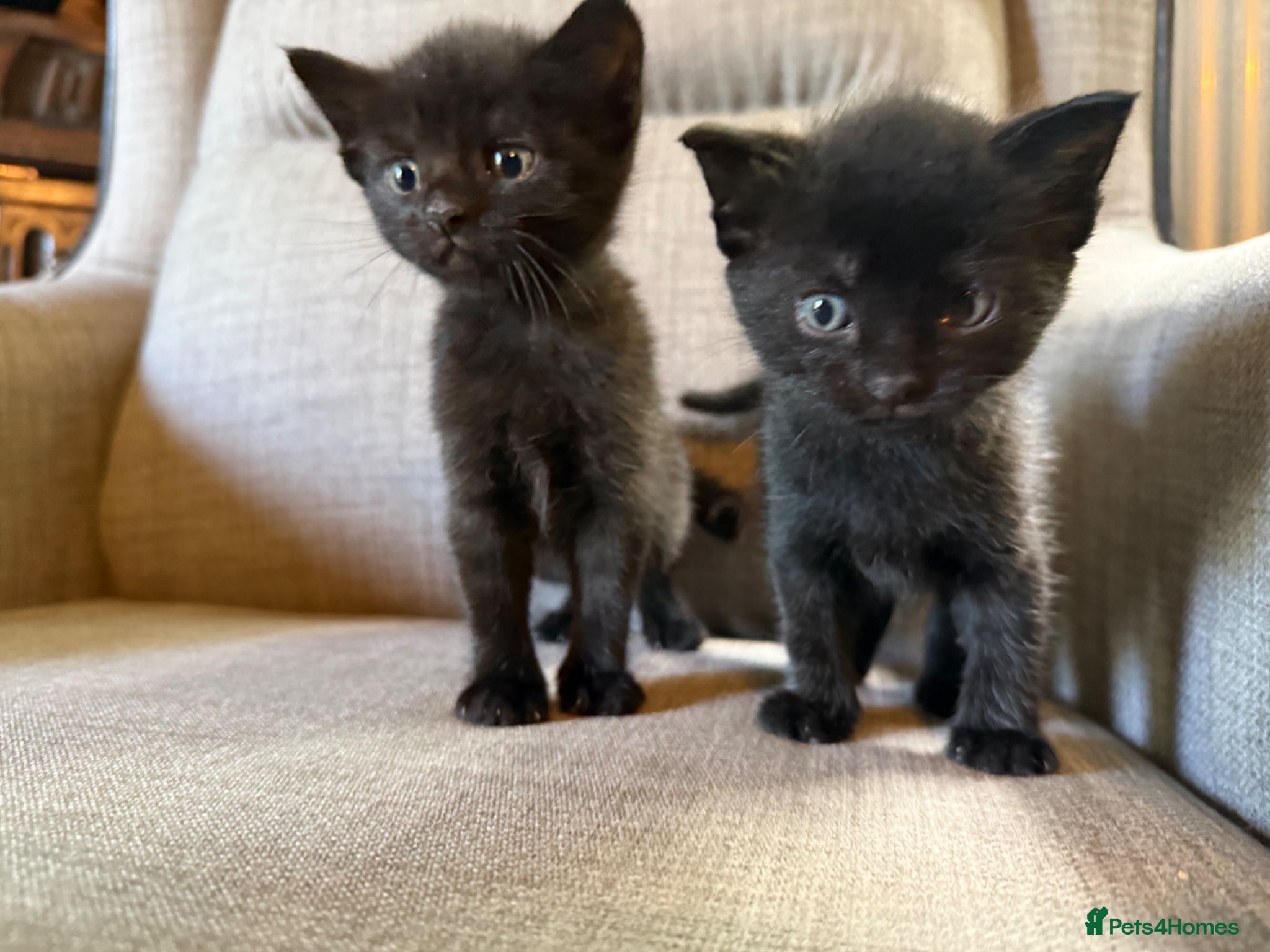 Mixed Breed cats Adorable Kittens Looking for Their Forever Homes!  - Advert 1