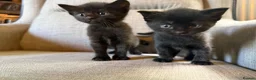 Mixed Breed cats for sale: Adorable Kittens Looking for Their Forever Homes!  - Advert 1