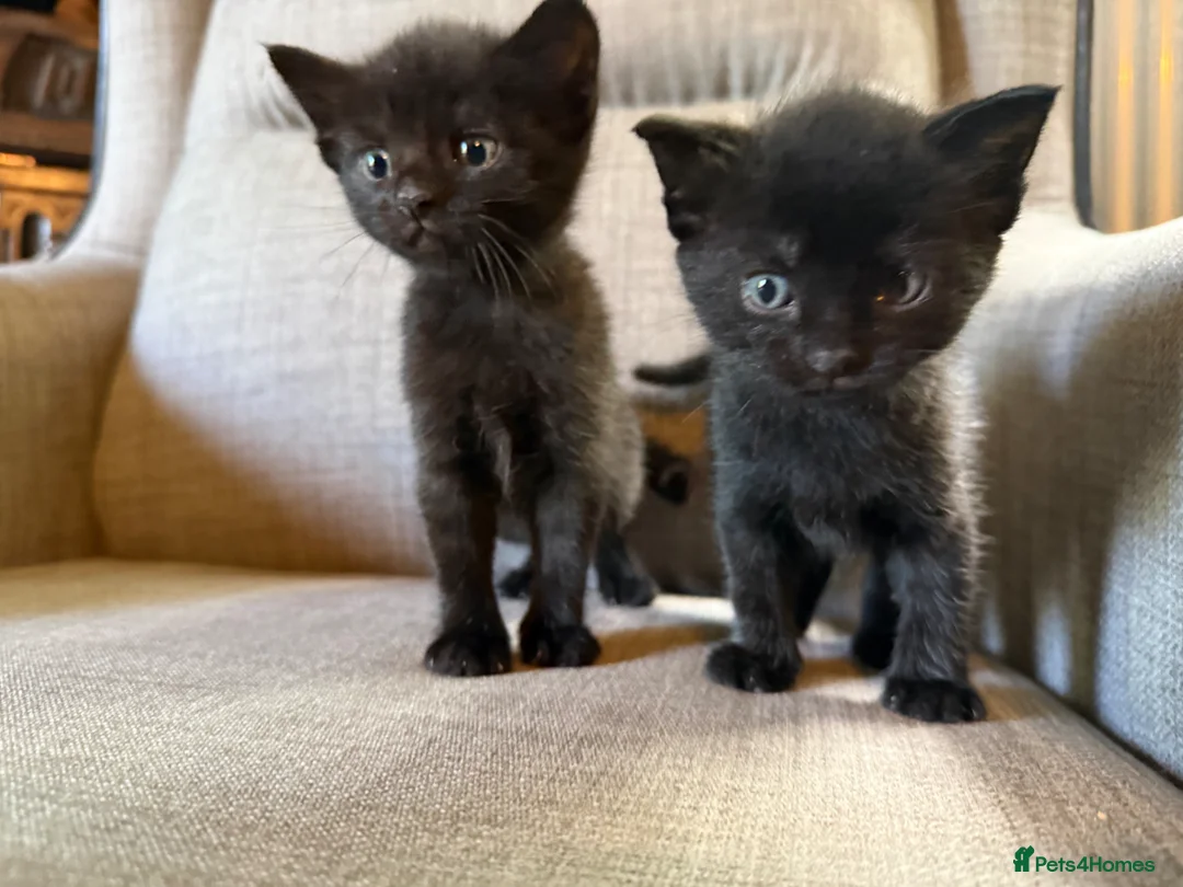Mixed Breed cats for sale: Adorable Kittens Looking for Their Forever Homes!  - Advert 1