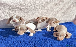 Dachshund dogs for sale: FULLY VAC RAINBOW MINI DAXI PRA CLR KC REG - Image 7