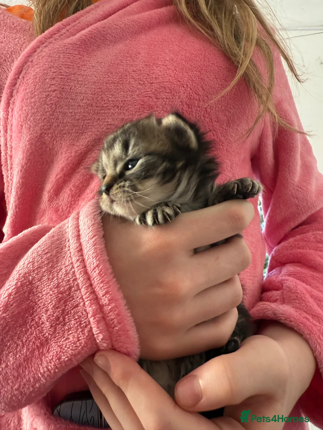 Mixed Breed cats for sale: Kittens for sale  - Advert 2