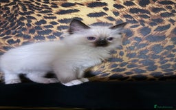 Ragdoll cats for sale: Gorgeous ragdoll kittens 💕 - Image 2