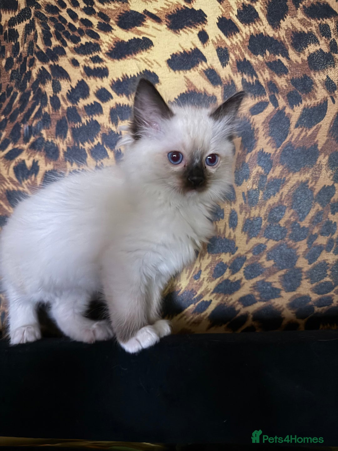 Ragdoll cats for sale: Gorgeous ragdoll kittens 💕 - Image 2
