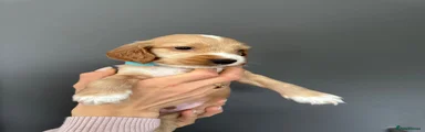 Cocker Spaniel 1