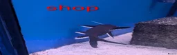 Catfish fish for sale: Synodontis Granulosus  in Great Yarmouth - Advert 4