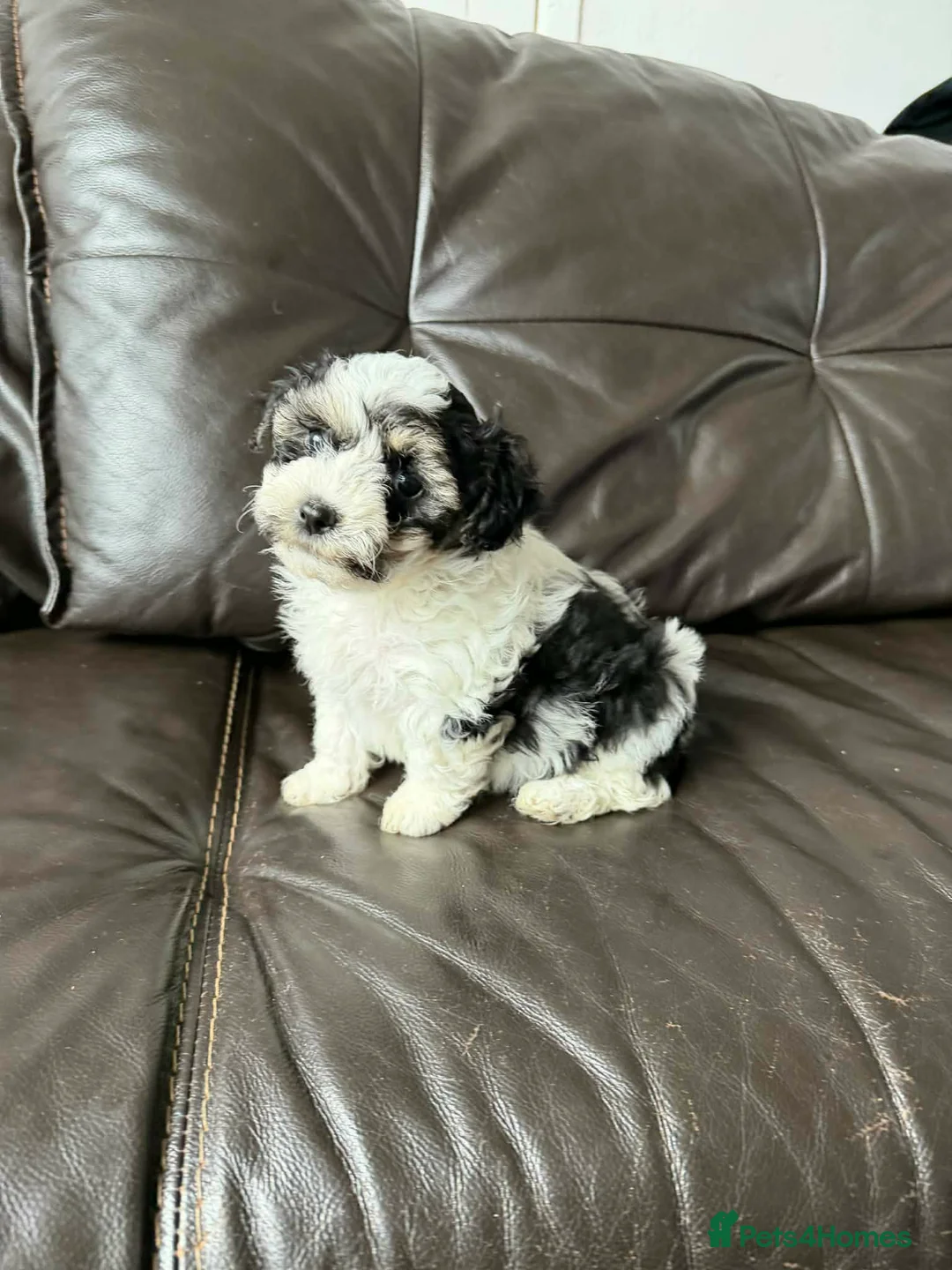 Mixed Breed dogs for sale: Gorgeous Malshi puppy's female - Advert 1