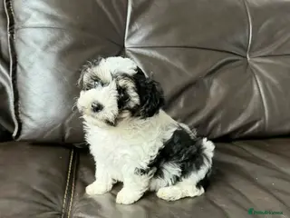 Mixed Breed dogs Gorgeous Malshi puppy's female - Advert 3