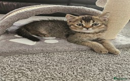 Scottish Fold cats for sale: Adorable Scottish fold Straight Ears Kittens - Image 18