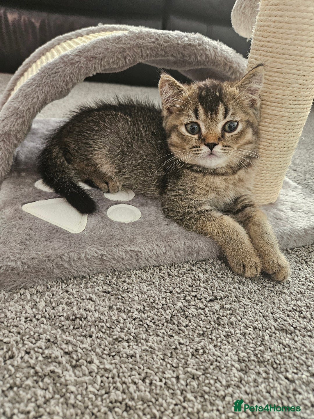 Scottish Fold cats for sale: Adorable Scottish fold Straight Ears Kittens - Image 18